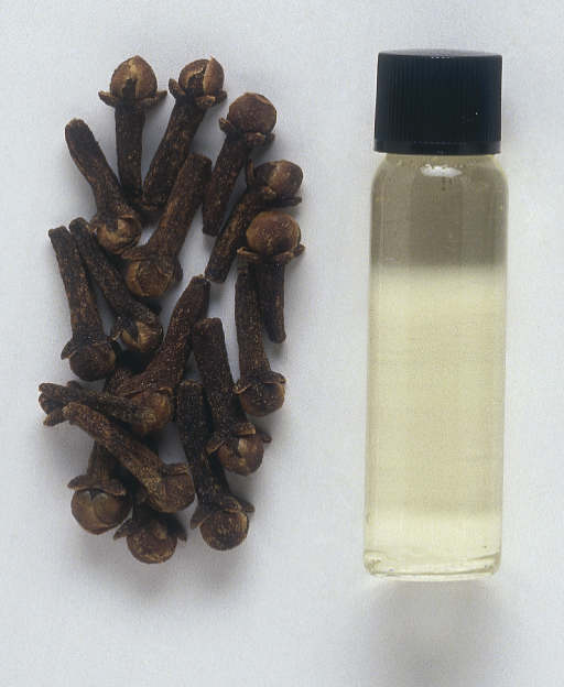 Clove Bud Essential Oil