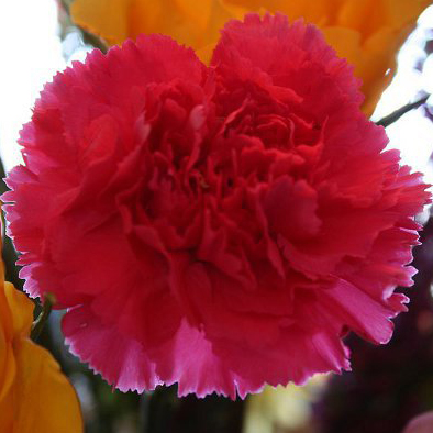 Carnation Absolute Oil