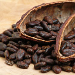 Cocoa Absolute Oil