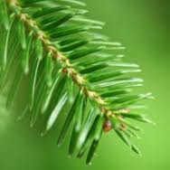 Fir Balsam Absolute Oil